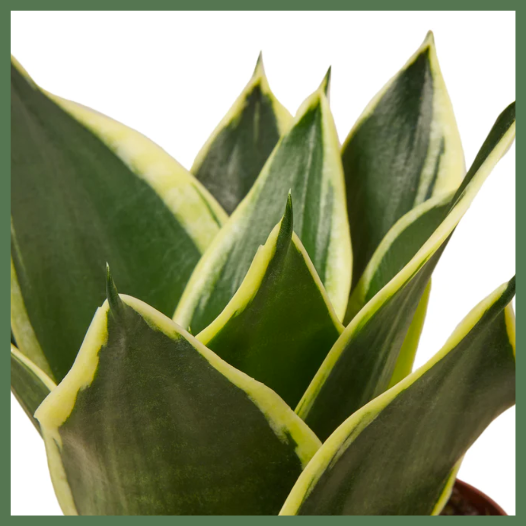 Serpent's Charm Snake Plant-thumbmail-2