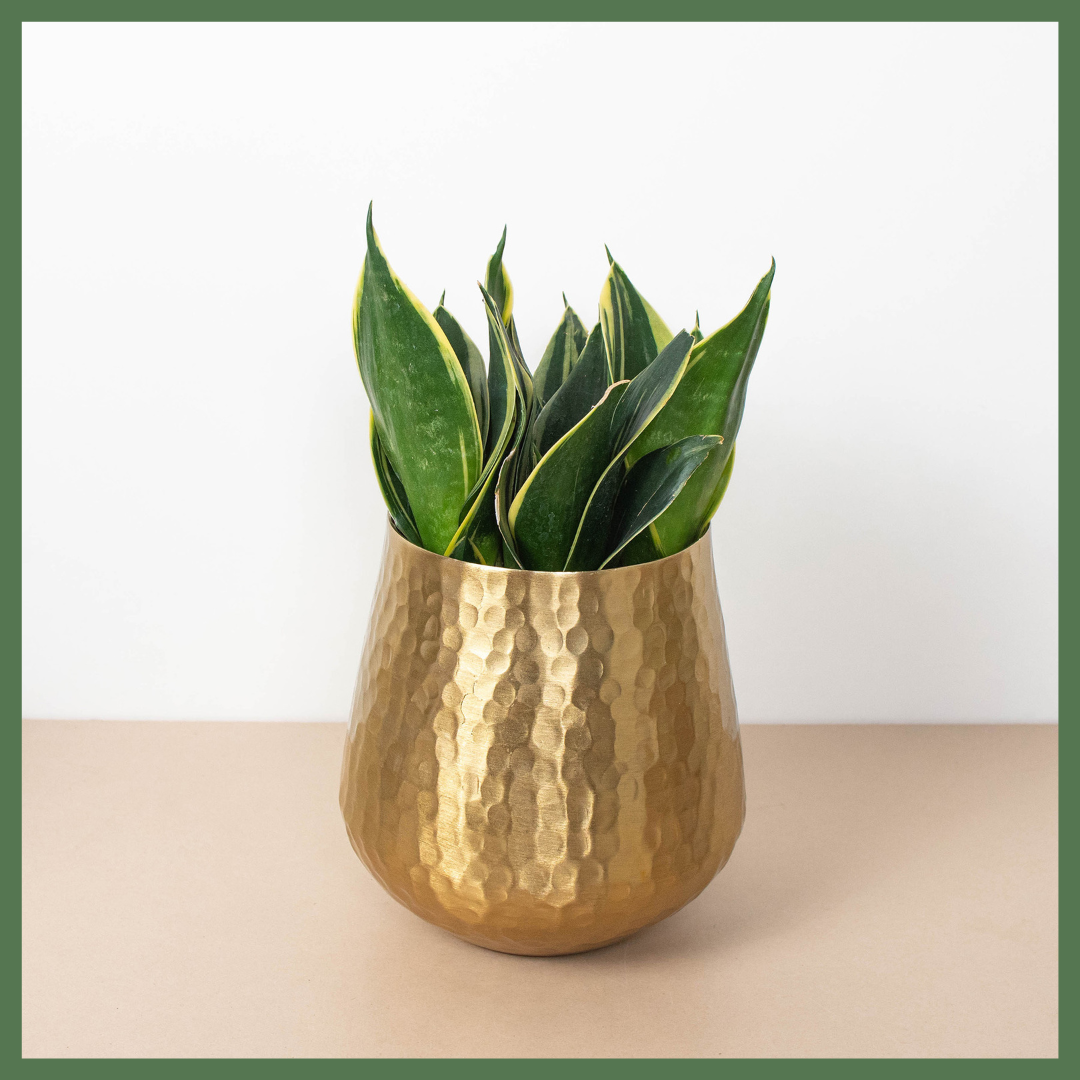 Ultimate Year-of-Flowers Package-thumbmail-1