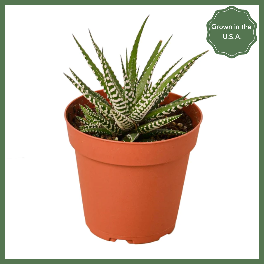 Zebra Succulent in Nursery Pot