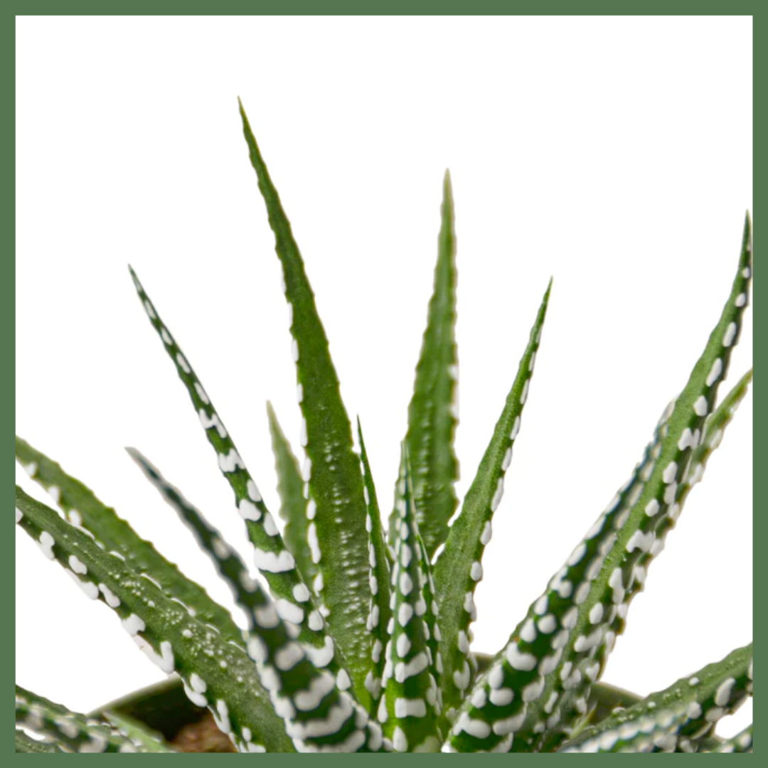 Striped Beauty Succulent-thumbmail-2