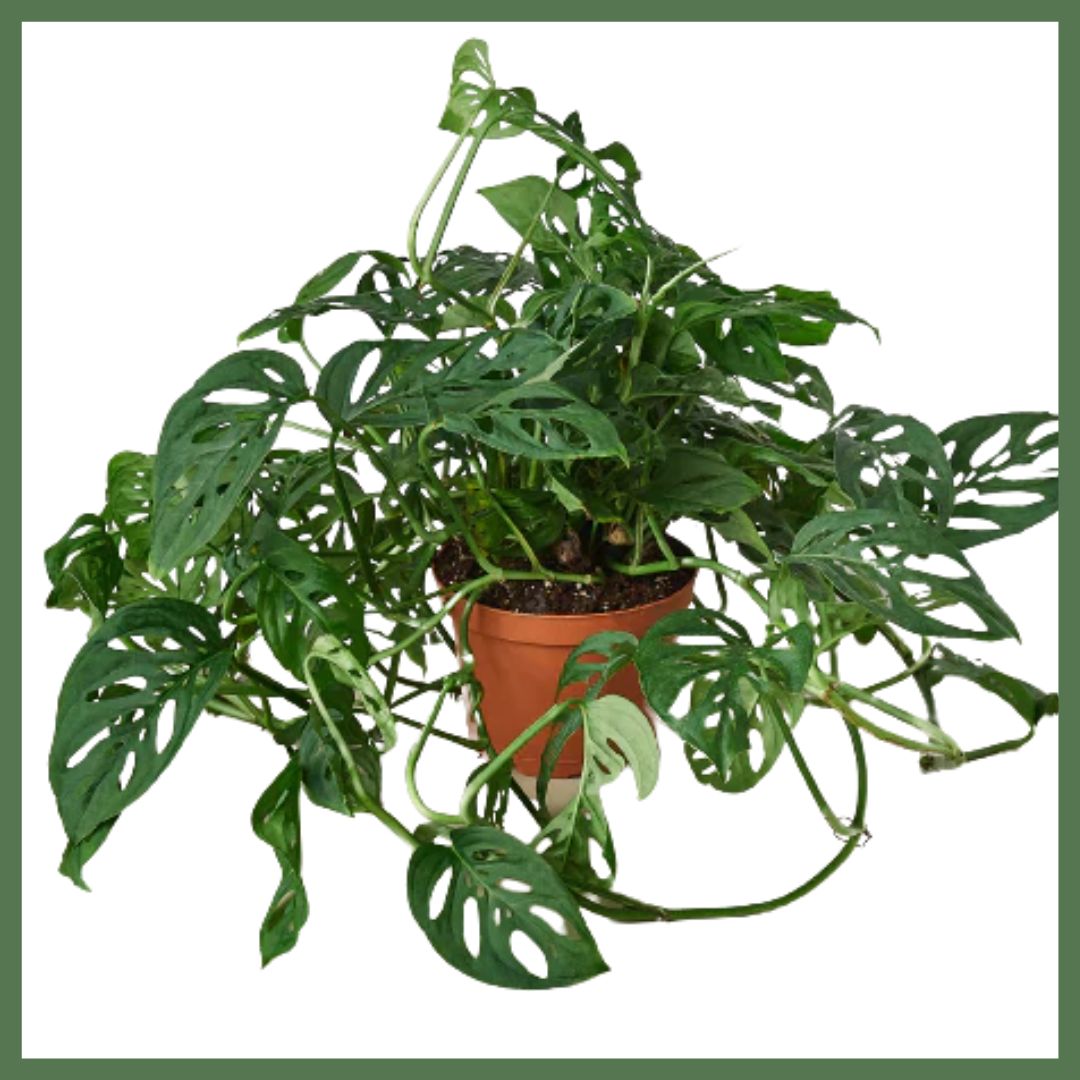 Swiss Cheese Plant-thumbmail-3