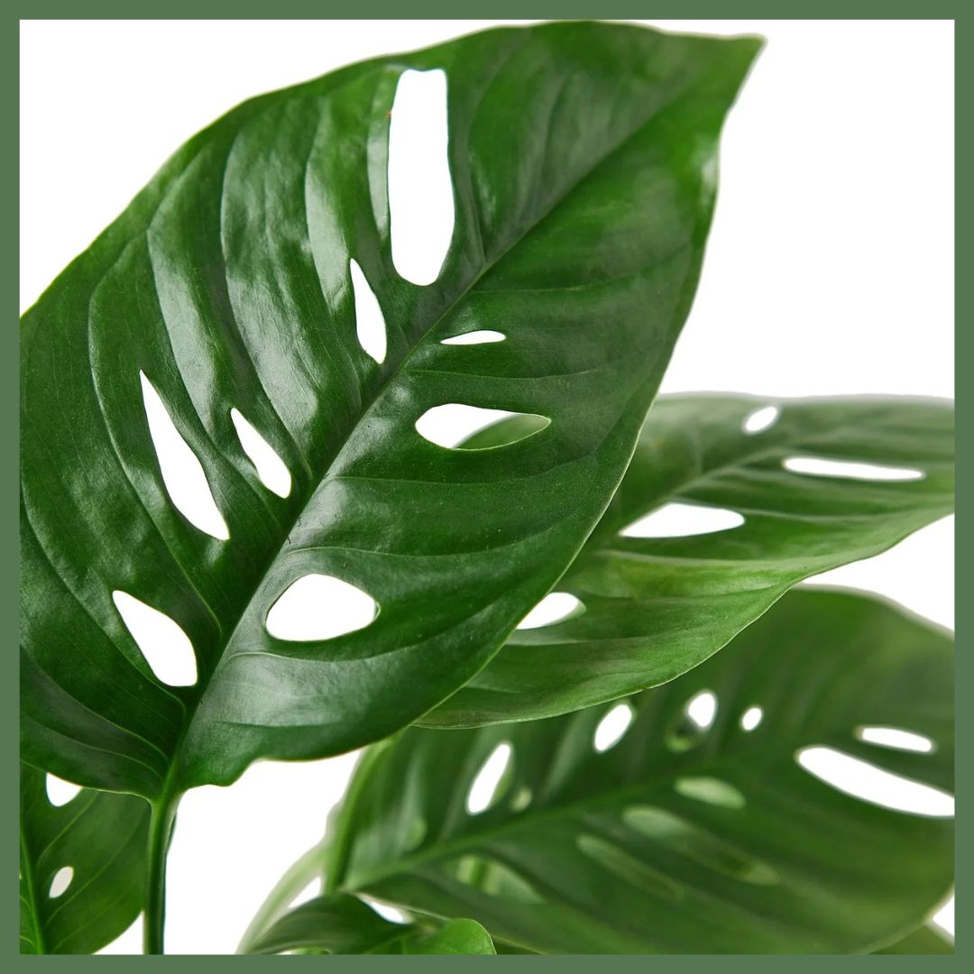 Swiss Cheese Plant-thumbmail-4