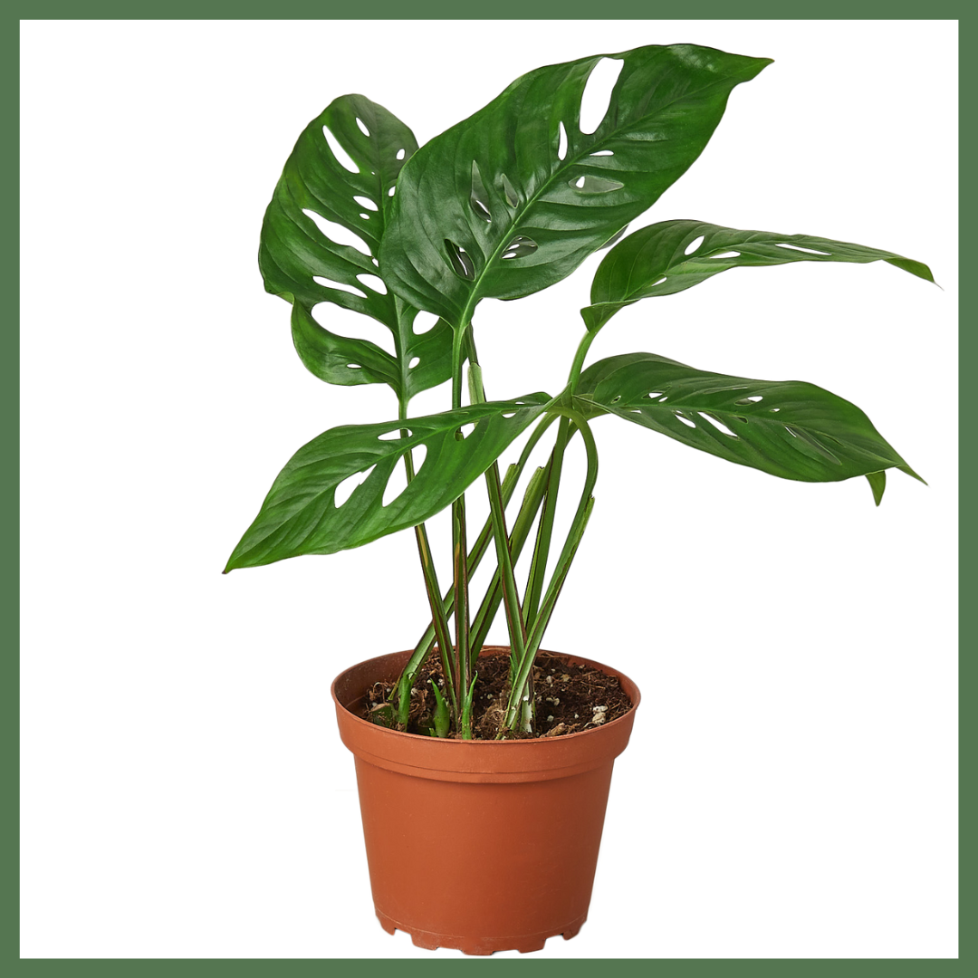 Swiss Cheese' Plant-thumbmail-1