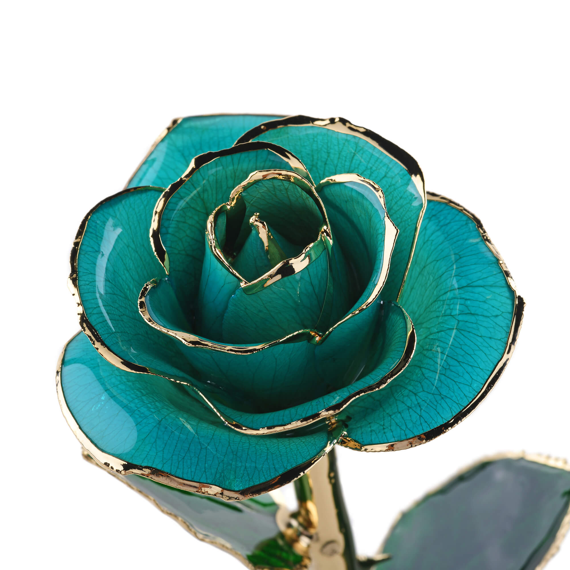 Timeless Rose (Teal)-thumbmail-3