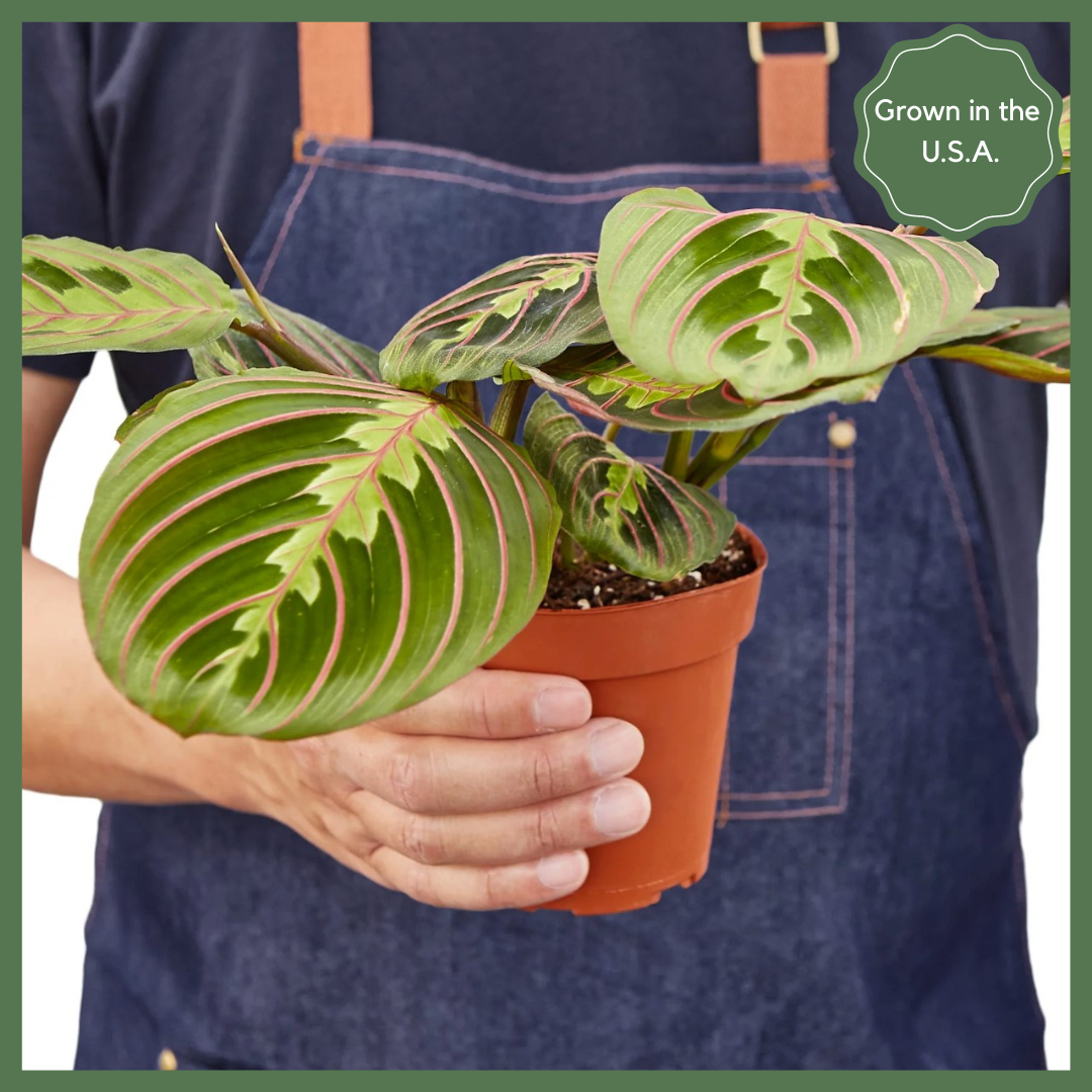 Maranta Red Prayer Plant in Nursery Pot-thumbmail-3