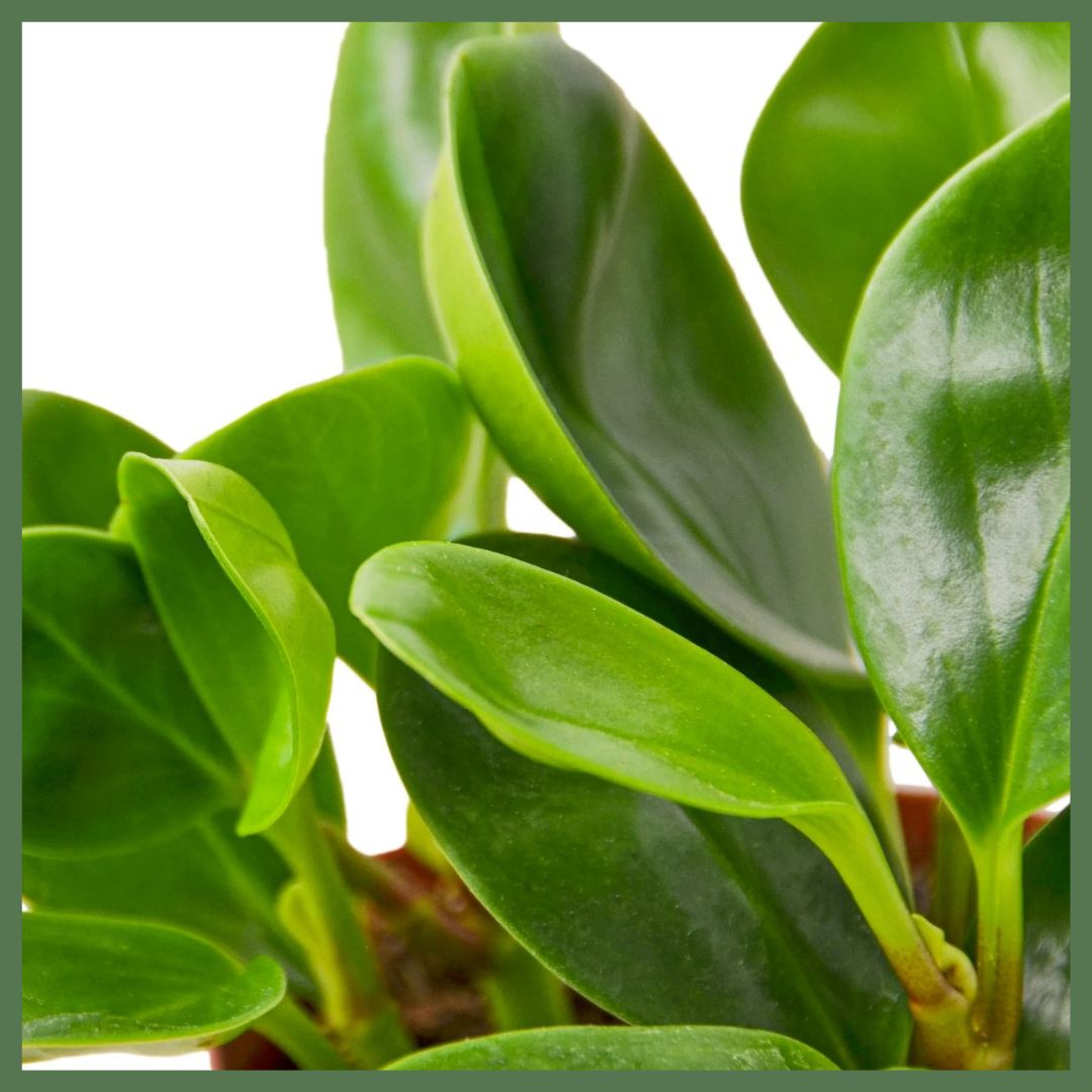 Peperomia Thailand Plant in Nursery Pot-thumbmail-2