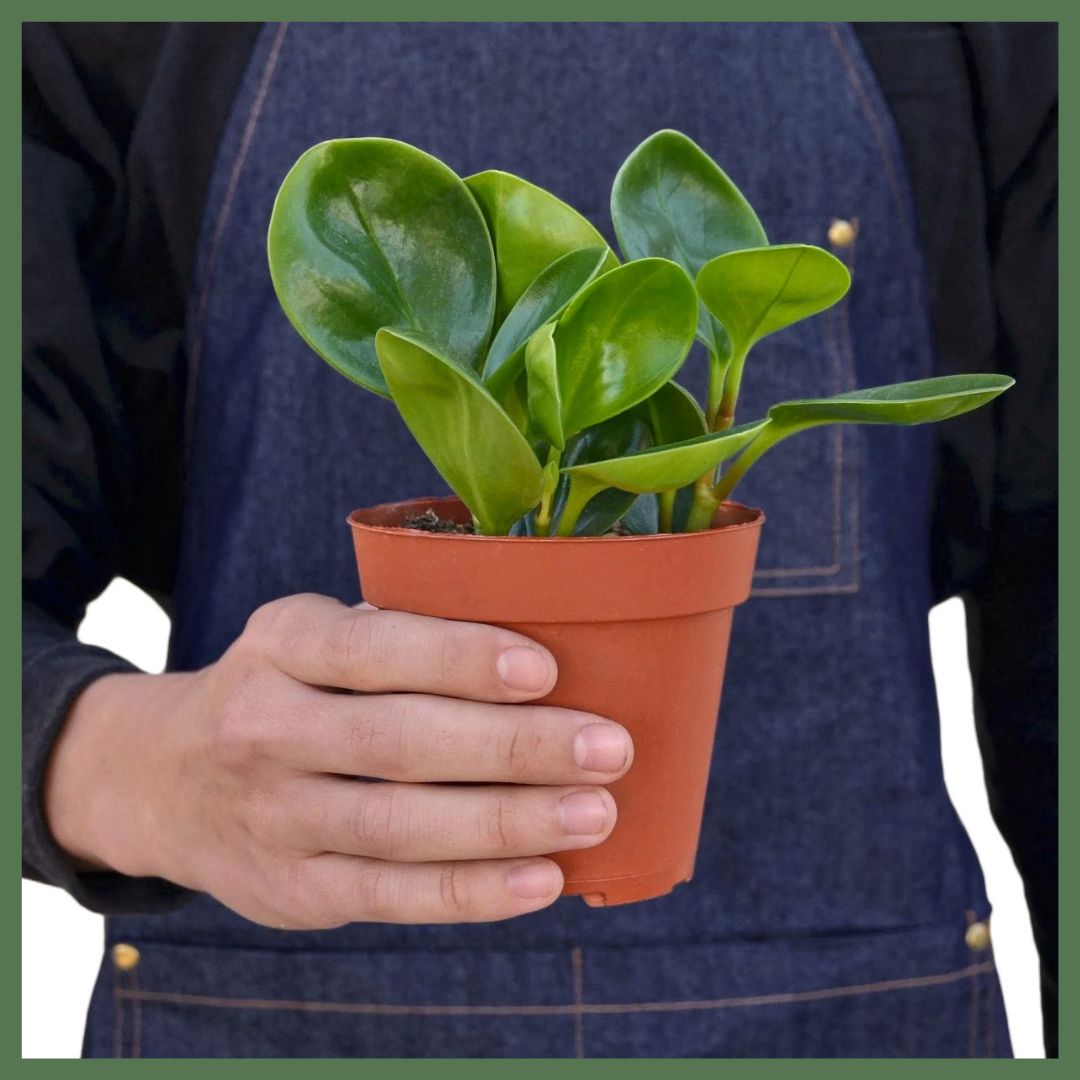 Peperomia Thailand Plant in Nursery Pot-thumbmail-3