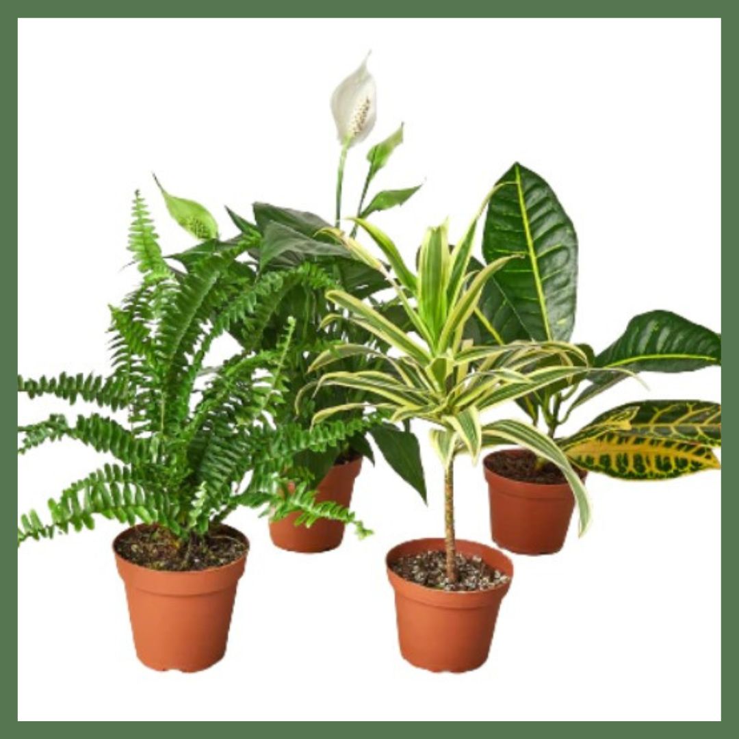 Air Purifying Plant Pack-thumbmail-1