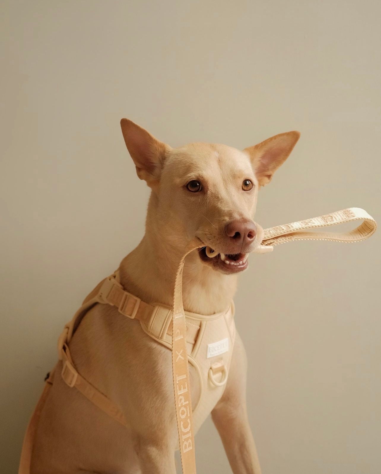 NO PULL ACTIVE  PET HARNESS - APRICOT-thumbmail-10