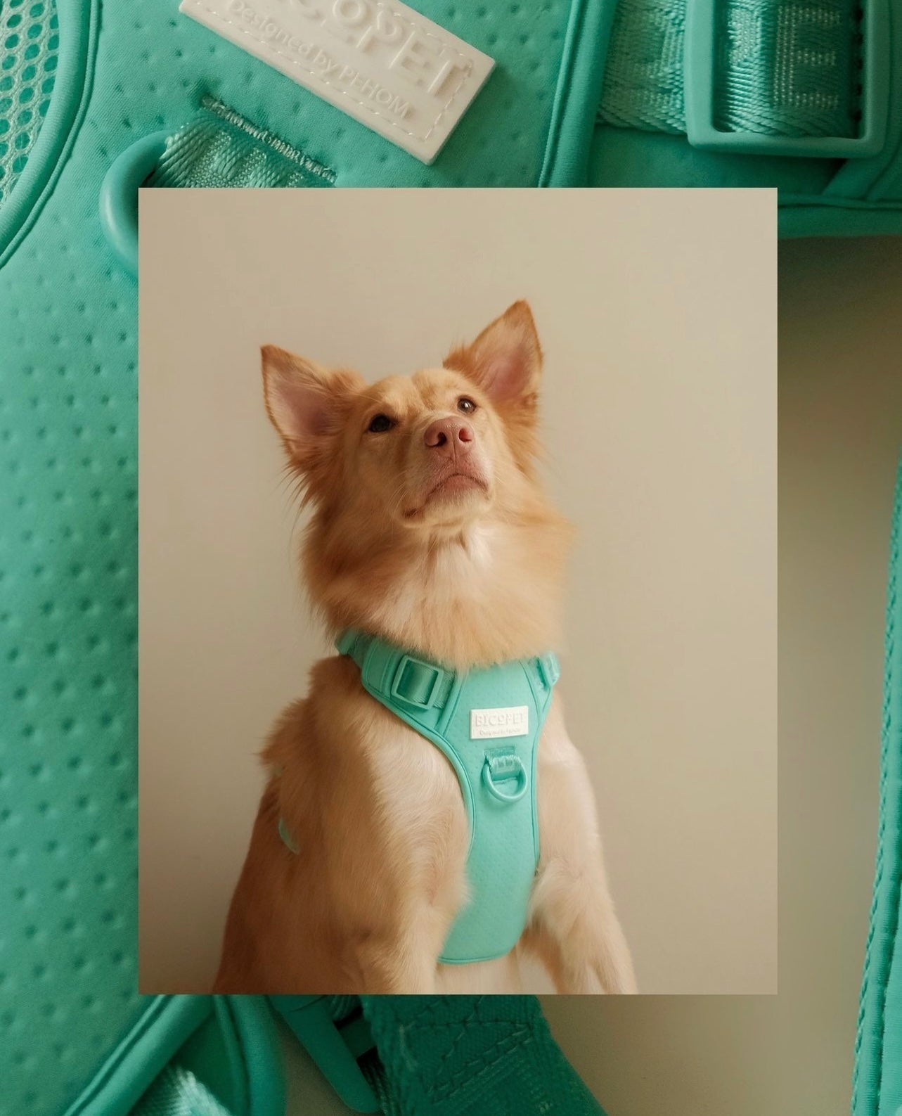 NO PULL ACTIVE  PET HARNESS - MINT GREEN-thumbmail-5