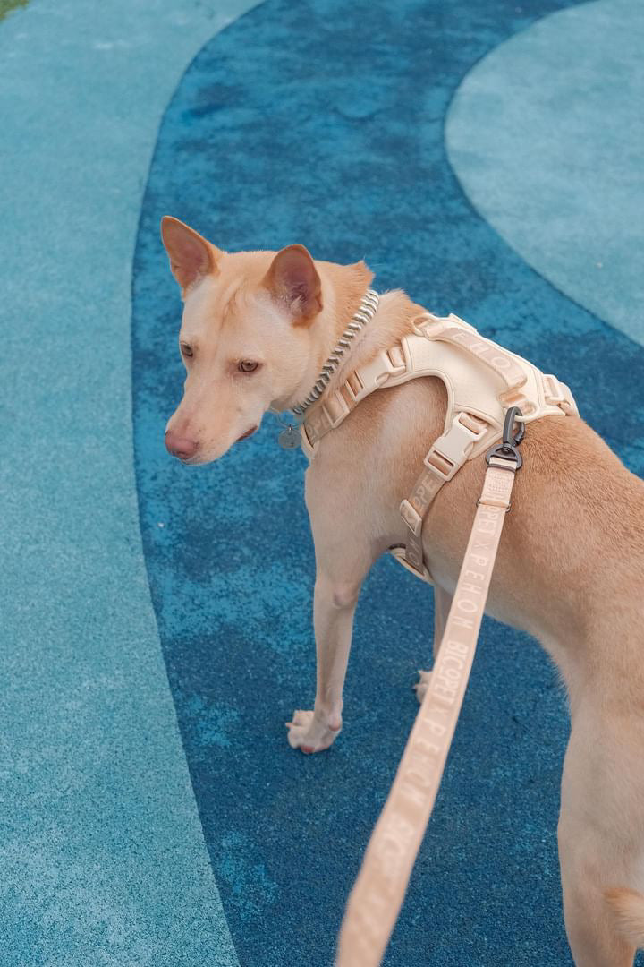 NO PULL ACTIVE  PET HARNESS - APRICOT-thumbmail-4