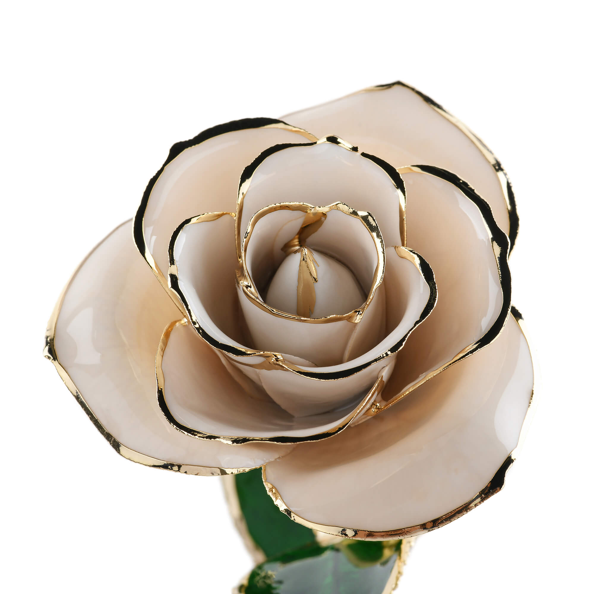 Timeless Rose (White)-thumbmail-1