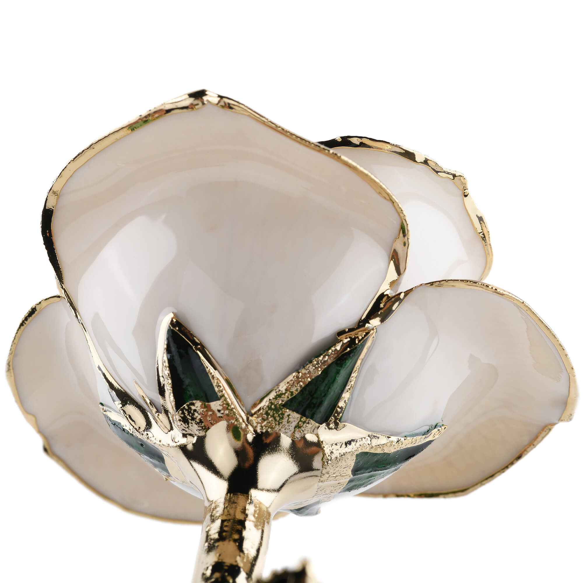 Timeless Rose (White)-thumbmail-5