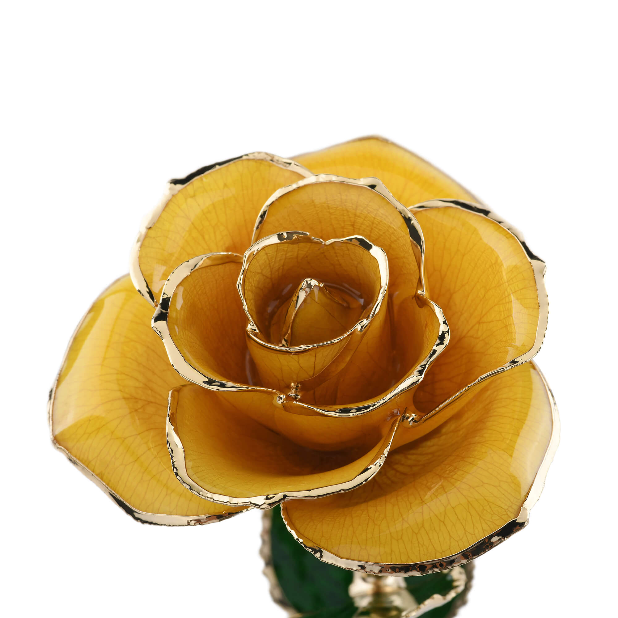 Timeless Rose (Yellow)-thumbmail-2