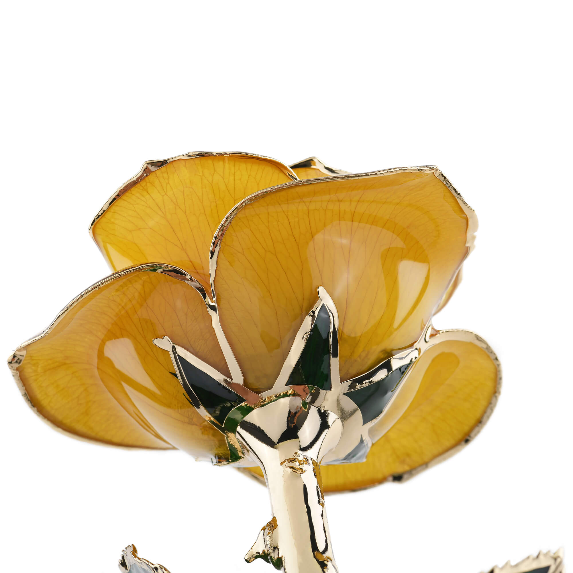 Timeless Rose (Yellow)-thumbmail-3