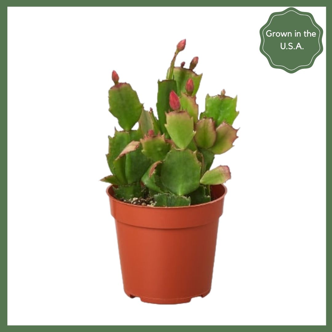 Zygocactus 'Christmas Cactus'