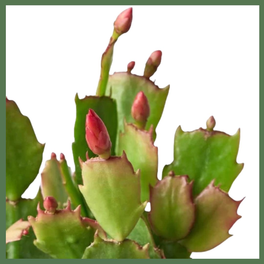 Zygocactus 'Christmas Cactus'-thumbmail-2