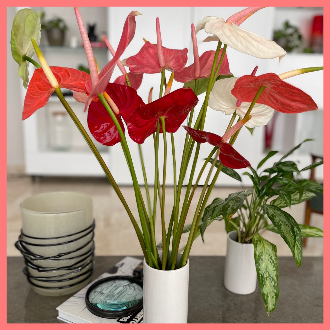 Anthurium Mix-thumbmail-2