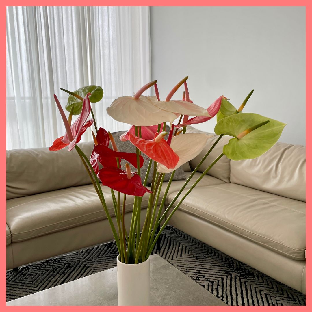 Anthurium Mix-thumbmail-3