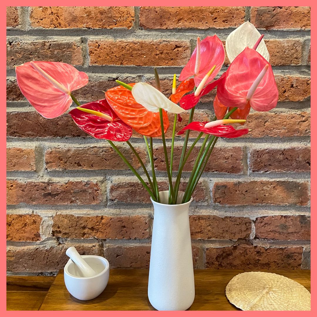 Anthurium Mix-thumbmail-1