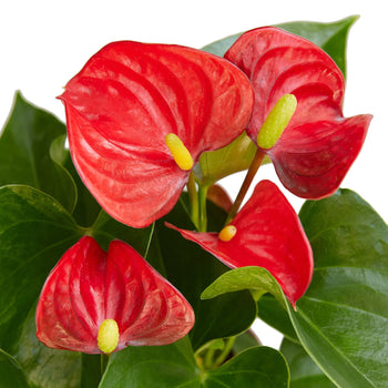Anthurium 'Red'-thumbmail-6