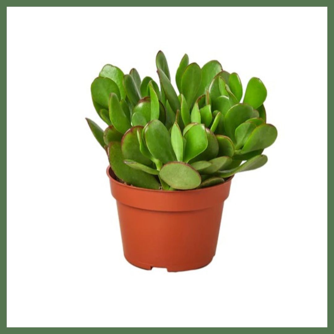 Crassula Jade Succulent-thumbmail-1