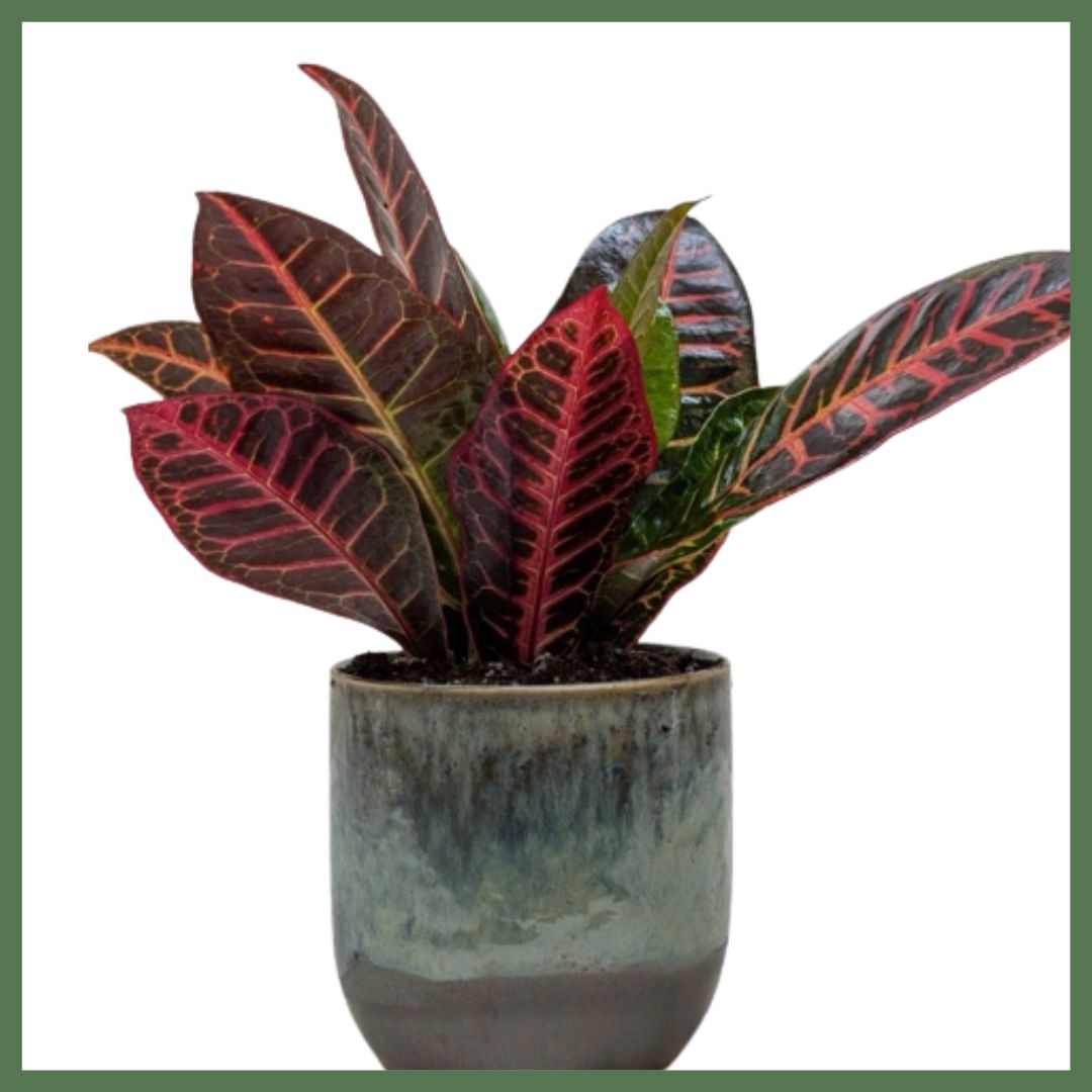 Unicorn Croton Petra Plant-thumbmail-2