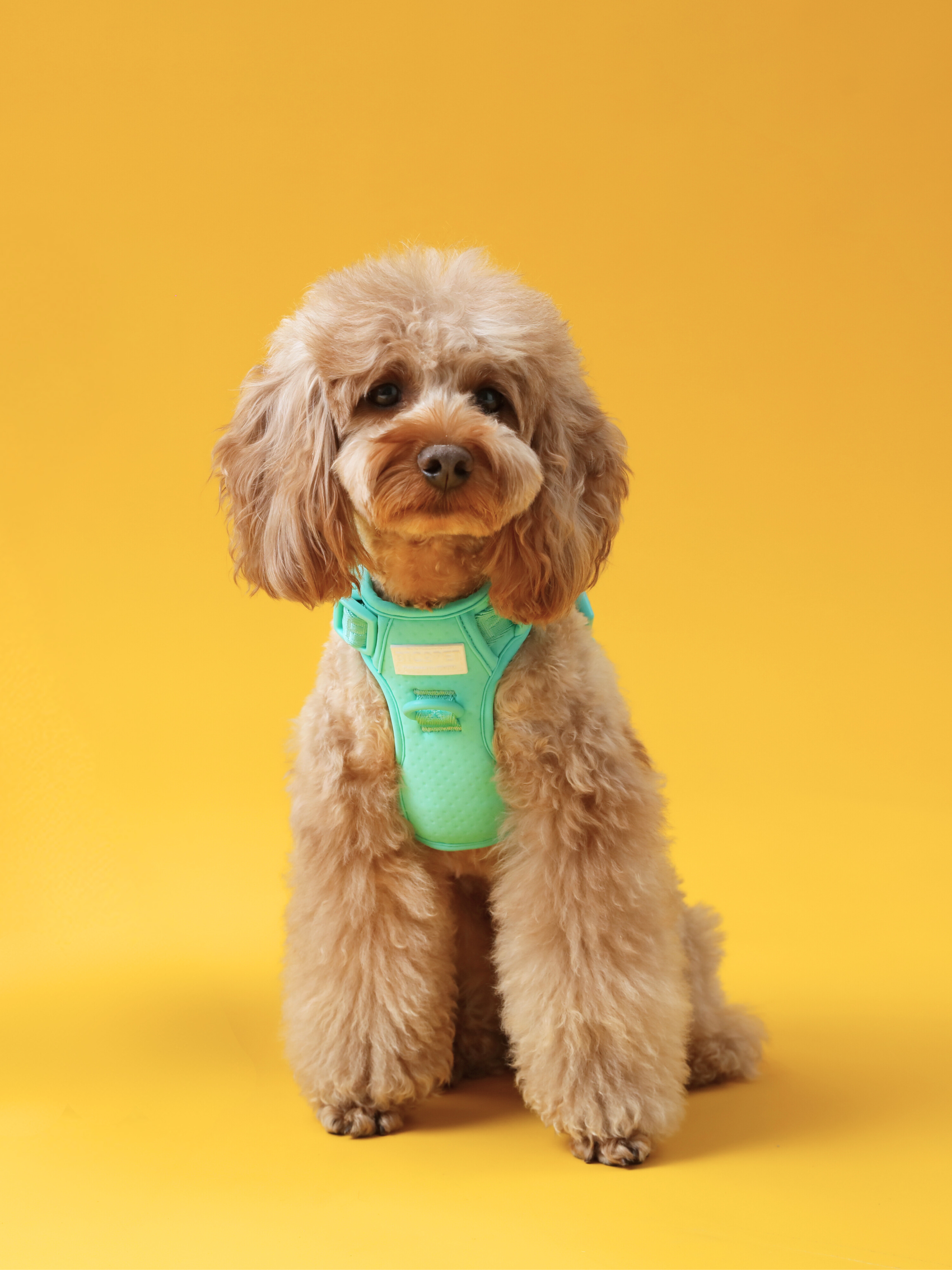 NO PULL ACTIVE  PET HARNESS - MINT GREEN-thumbmail-3