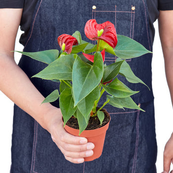 Anthurium 'Red'-thumbmail-3