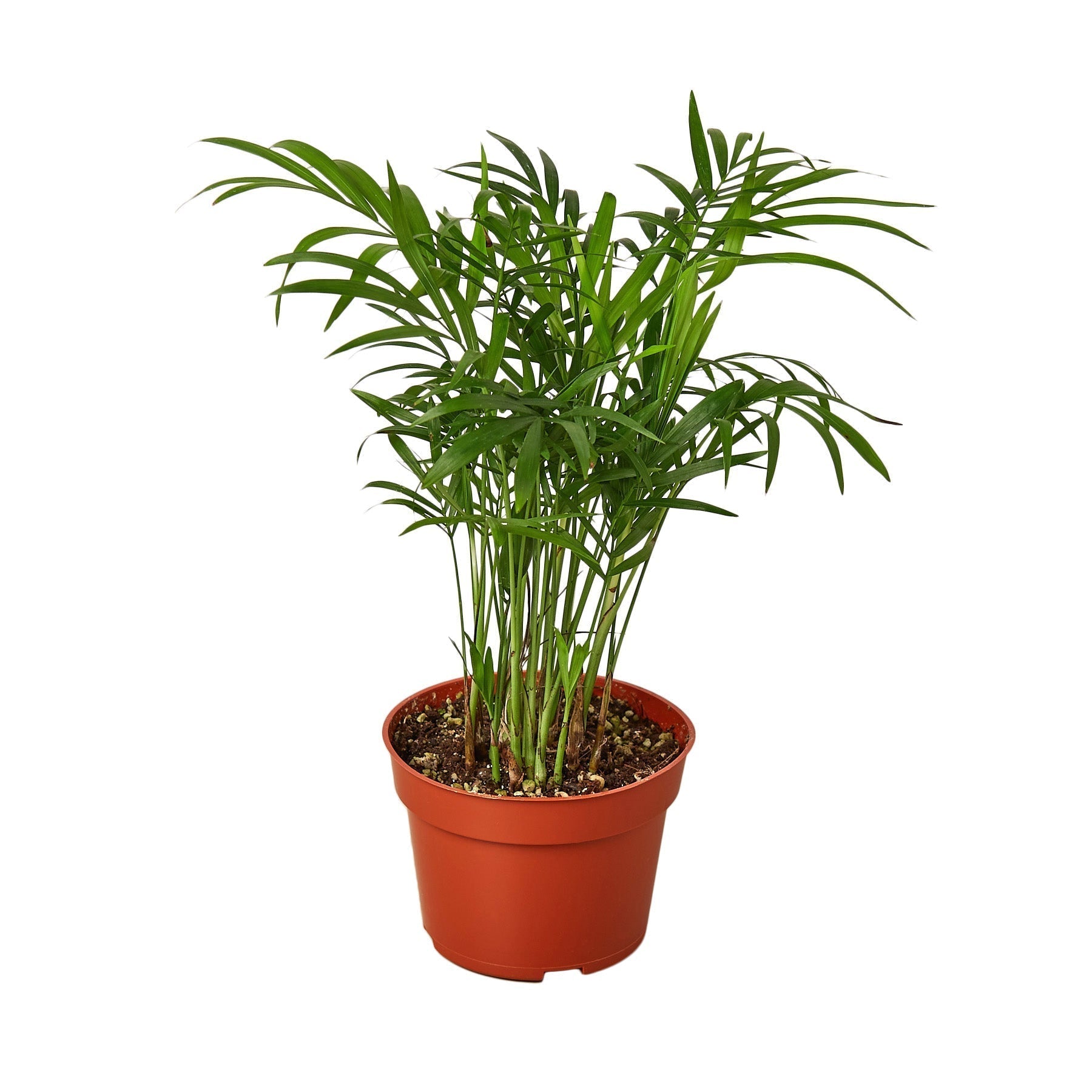 Parlor Palm Plant-thumbmail-3