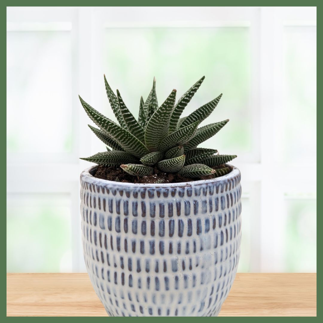 Miami Vibes Plant-thumbmail-1