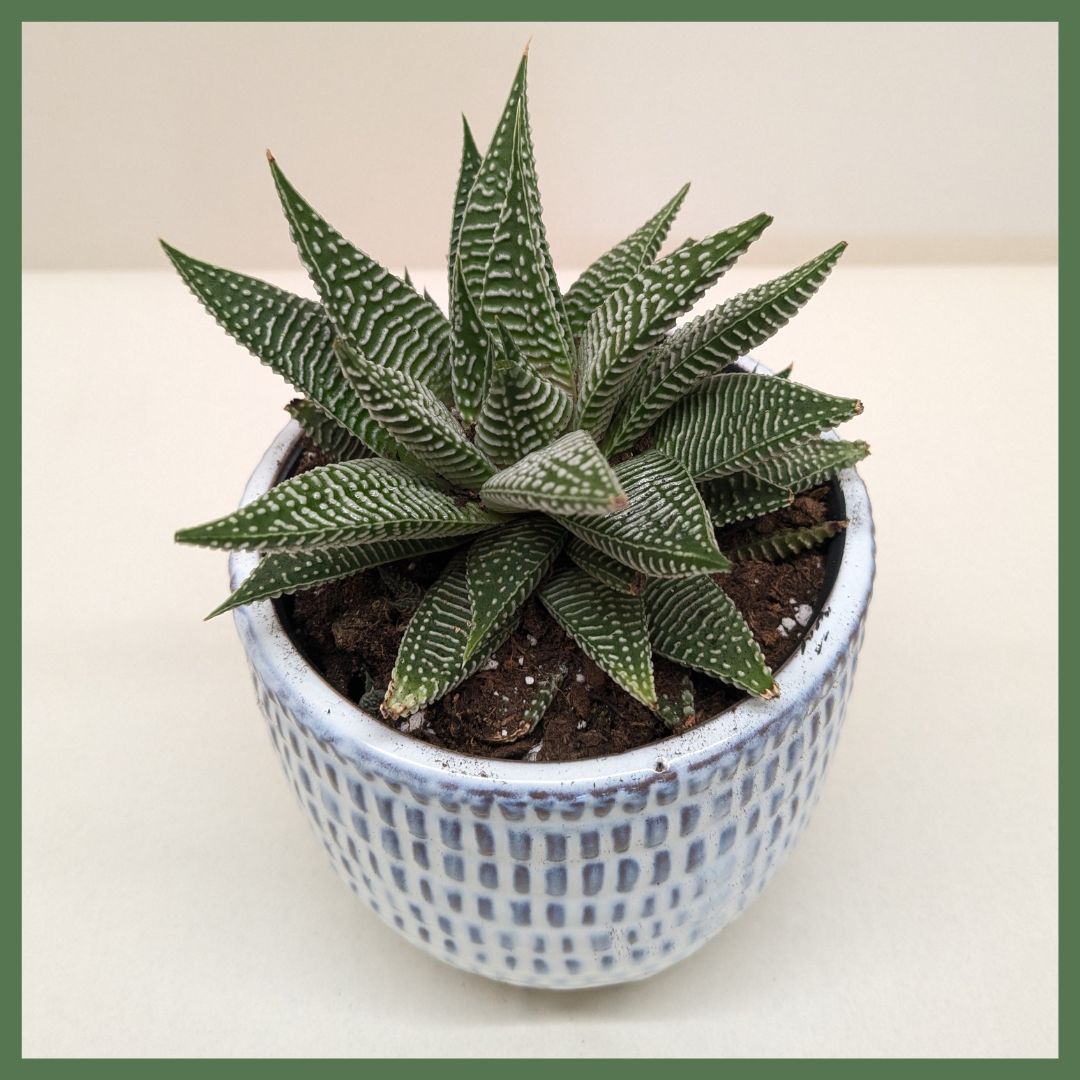 Miami Vibes Plant-thumbmail-2