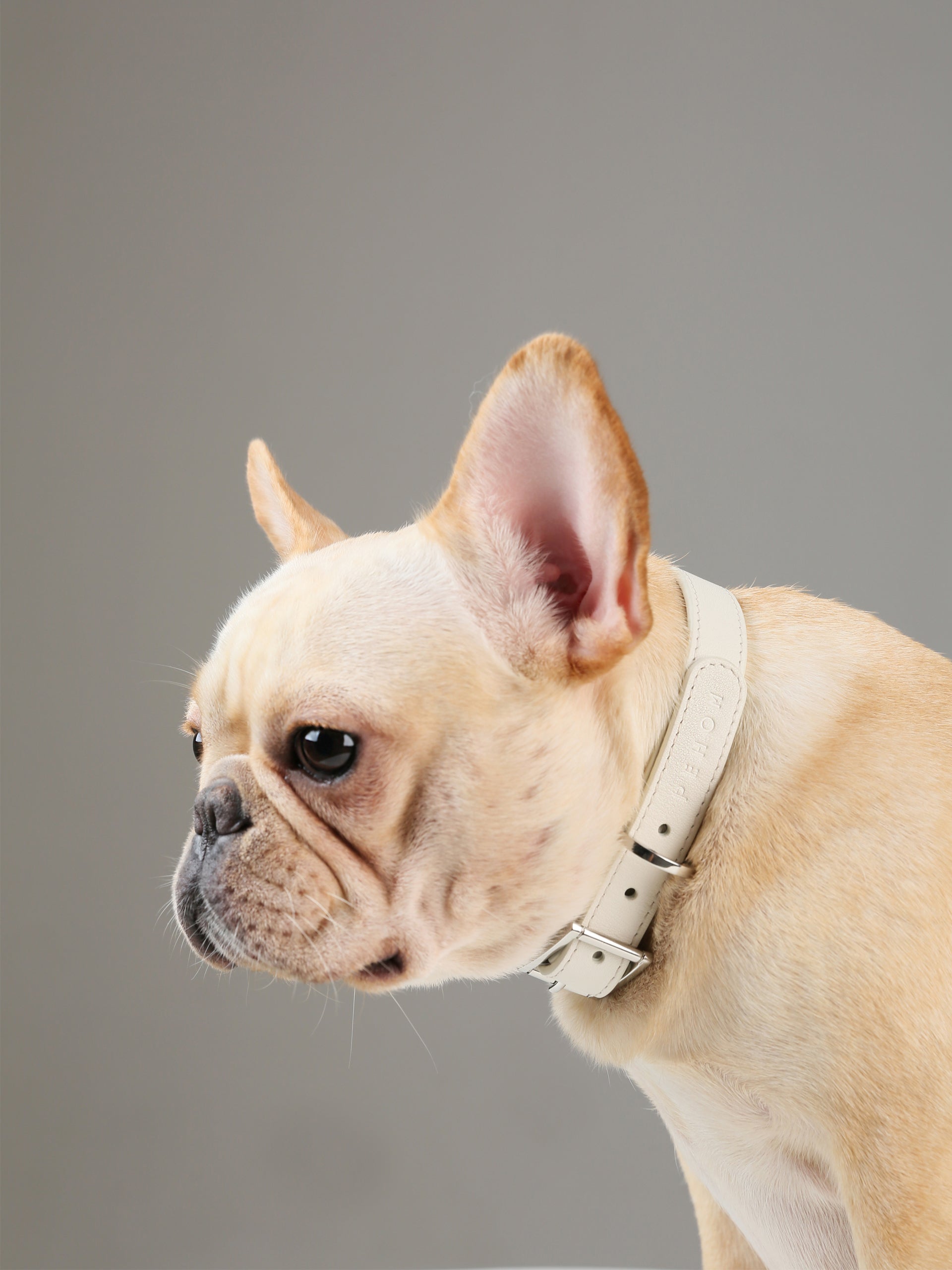 Andersen Calfskin Pet Collar-thumbmail-4