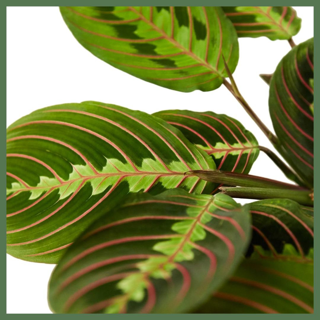 Maranta Red Prayer Plant in Nursery Pot-thumbmail-2