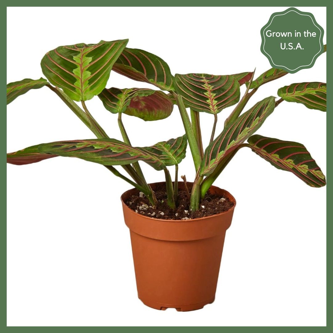 Maranta Red Prayer Plant in Nursery Pot-thumbmail-1