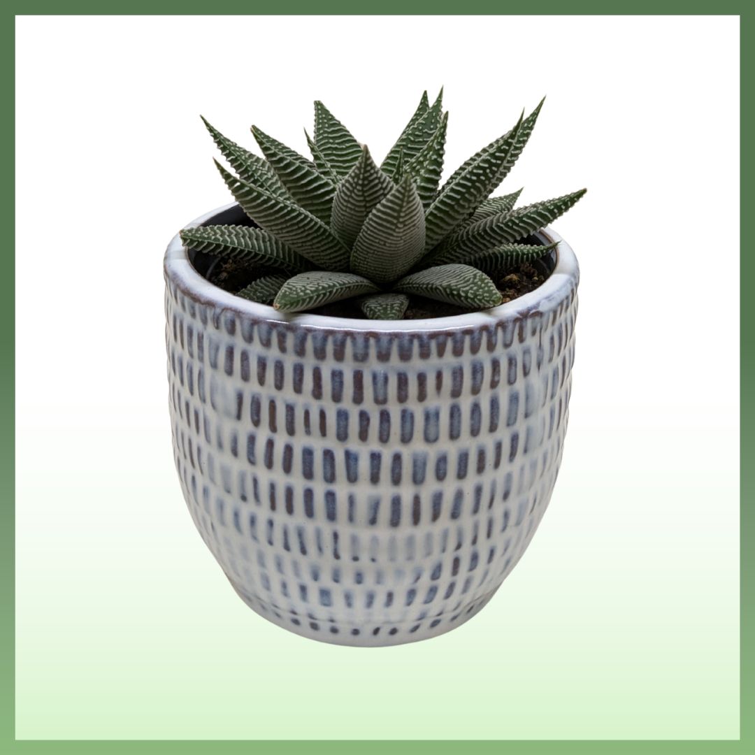 Miami Vibes Plant-thumbmail-3