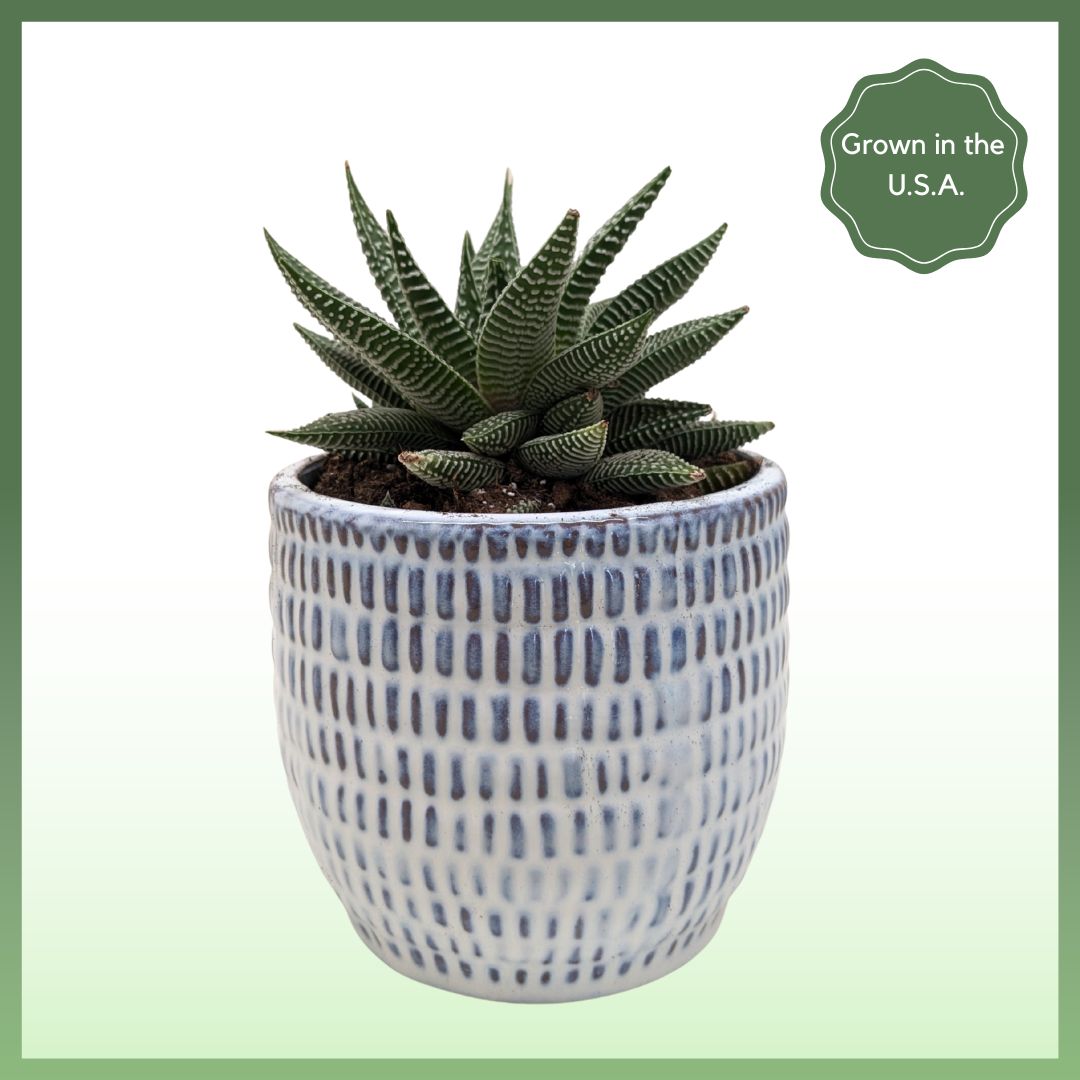Miami Vibes Plant-thumbmail-4