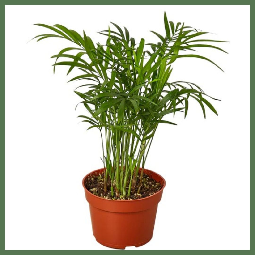 Parlor Palm (6")-thumbmail-1