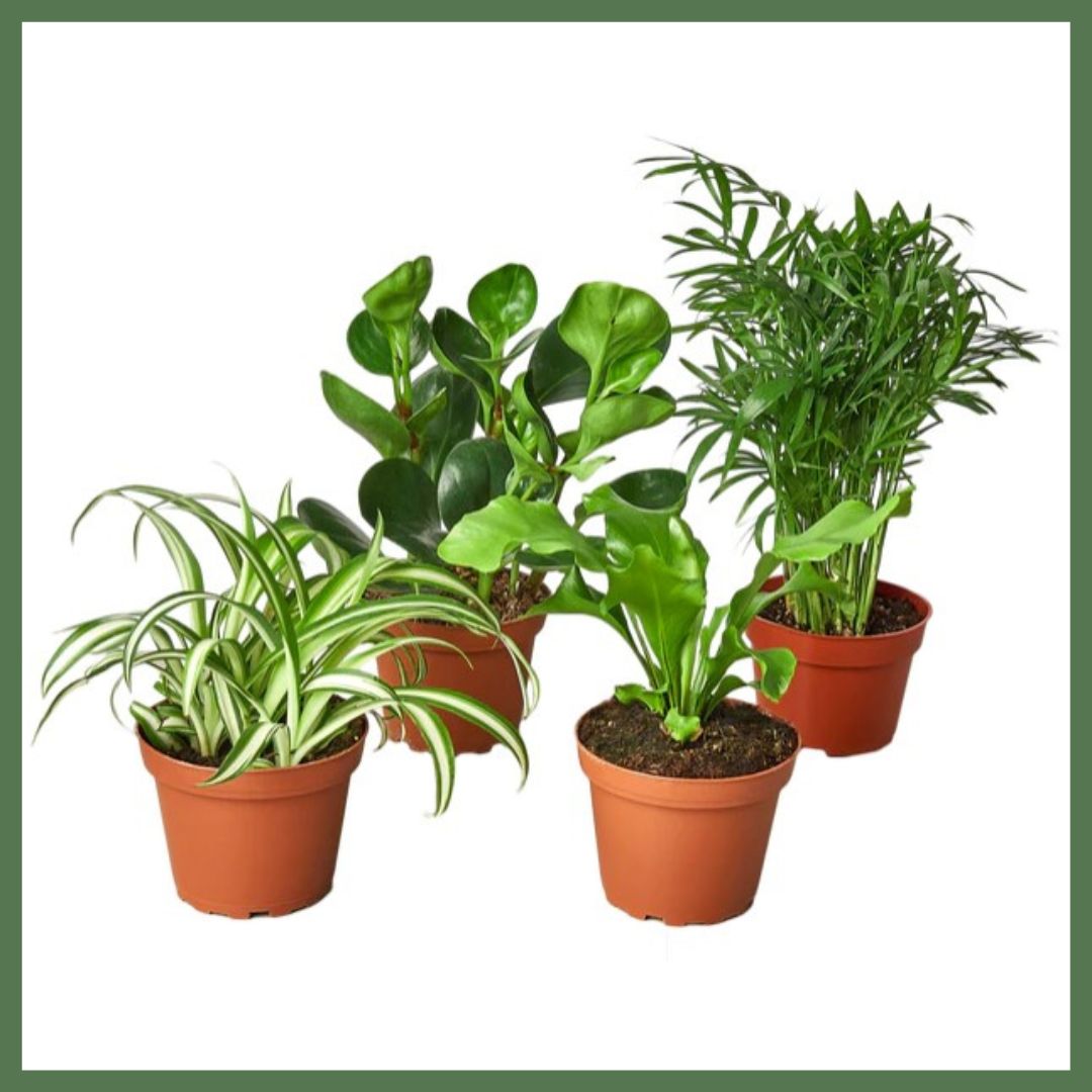 Plant Variety Bundle (Pet-Friendly)-thumbmail-1