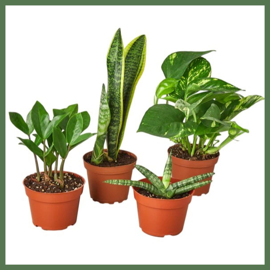 Plant Gift Bundle-thumbmail-1