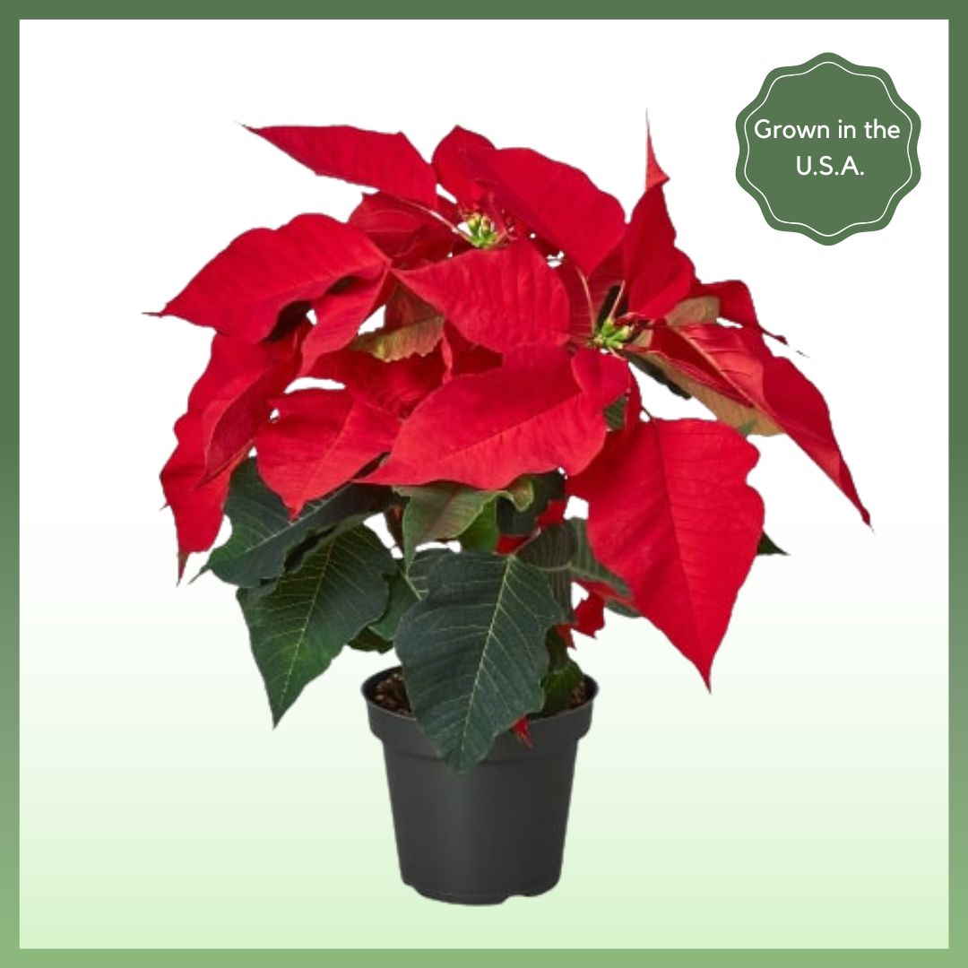 Red Poinsettia Plant-thumbmail-1