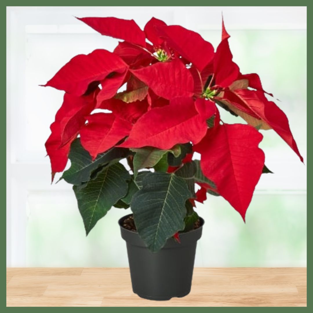 Red Poinsettia Plant-thumbmail-2