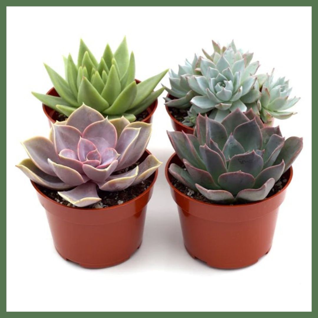 Succulent Plant Pack-thumbmail-1