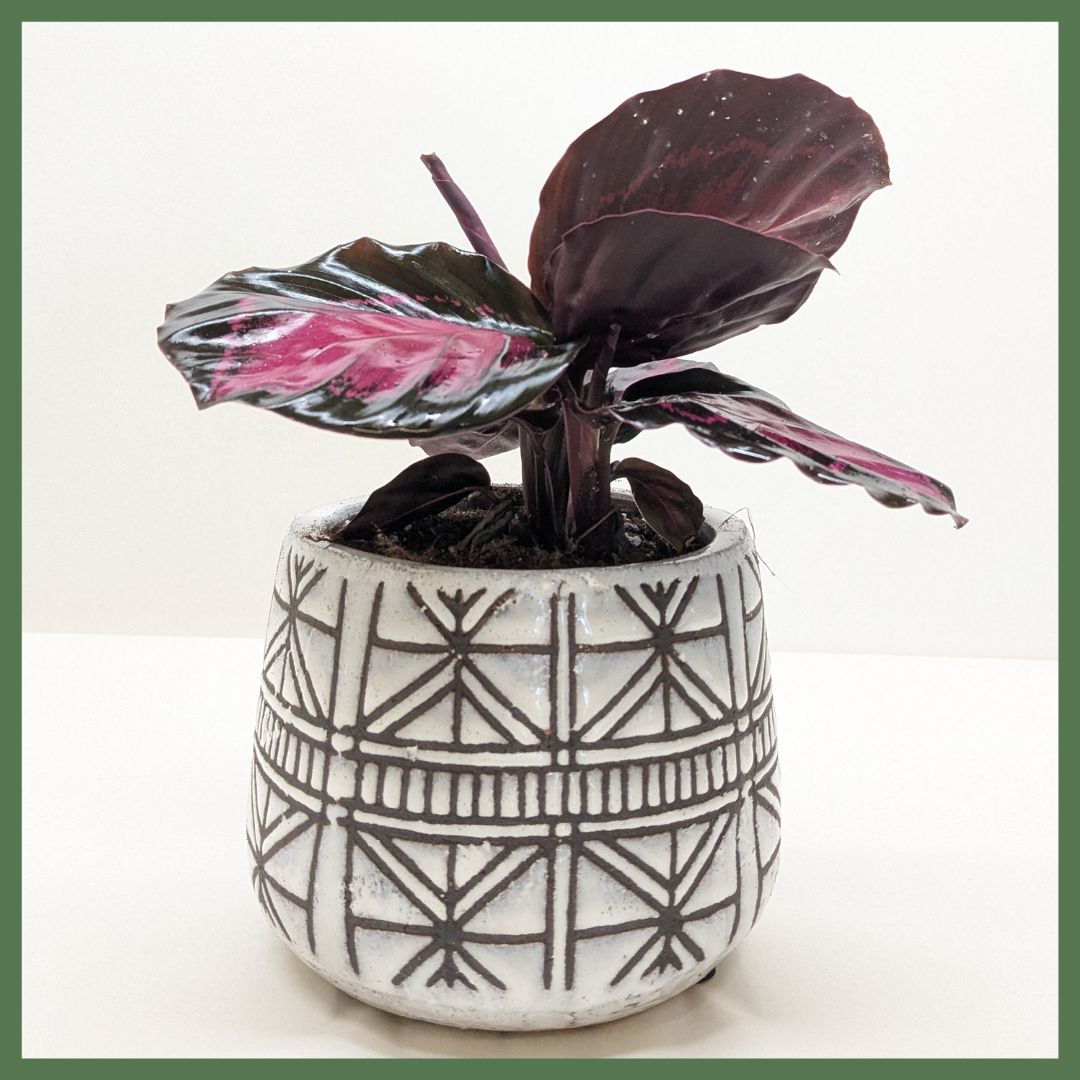 The Callie Plant-thumbmail-1
