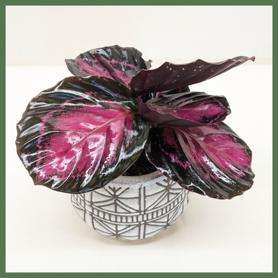 The Callie Plant-thumbmail-2